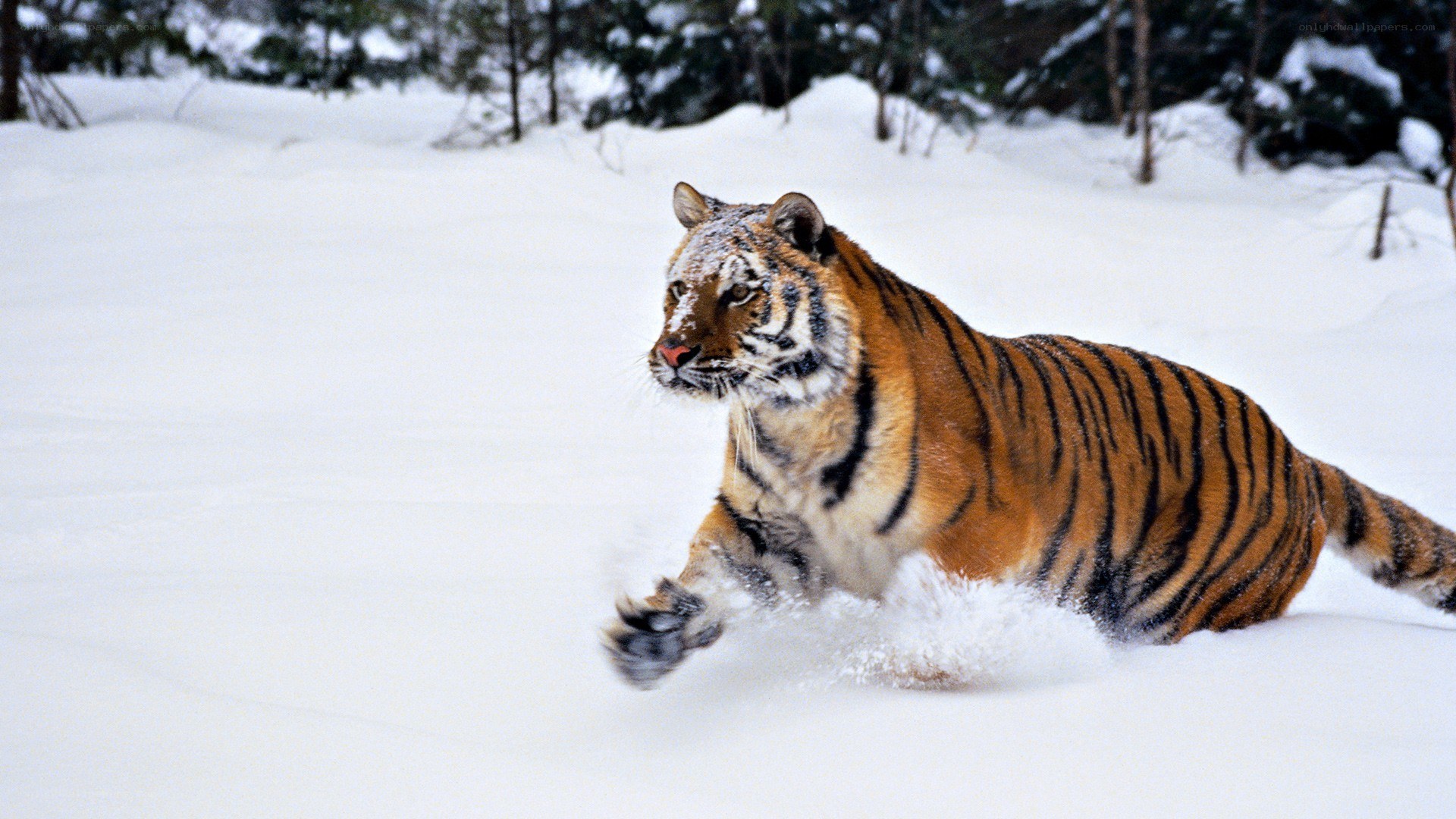 tiger running in snow