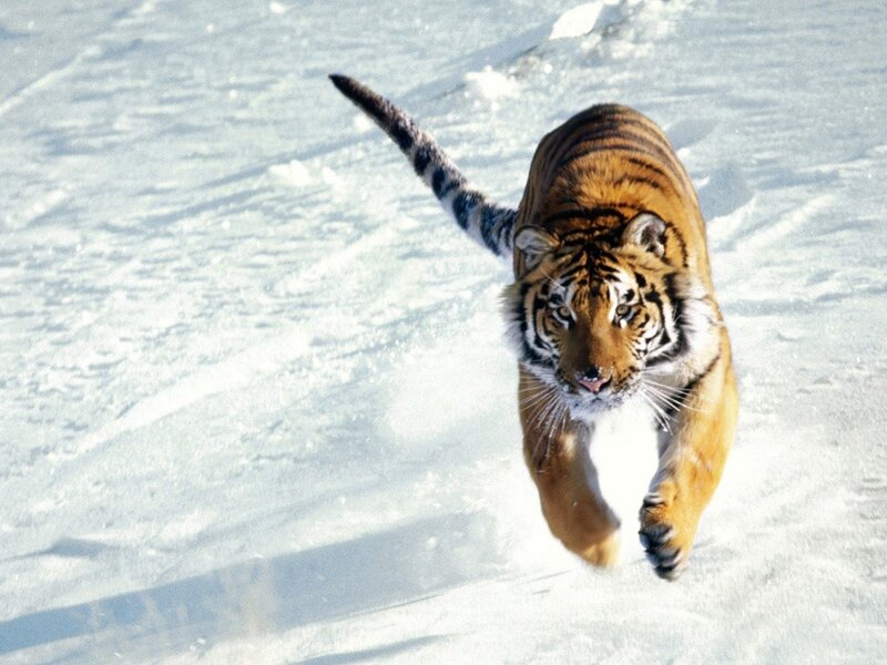 Tiger Running in Snow — Black