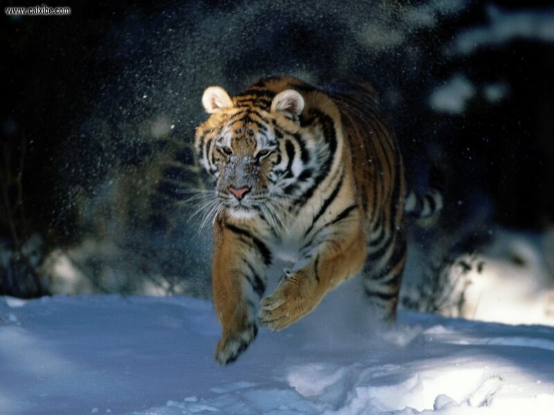 Tiger Running in Snow — Orange, Dramatic