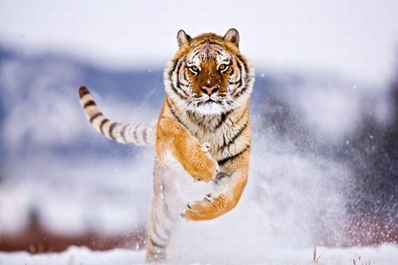 Tiger Running in Snow — Orange, Dynamic