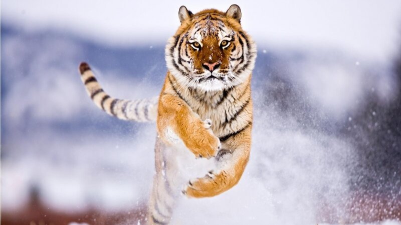 Tiger Running in Snow — Orange, Dynamic, Winter, Photograph, Mountains, Tail