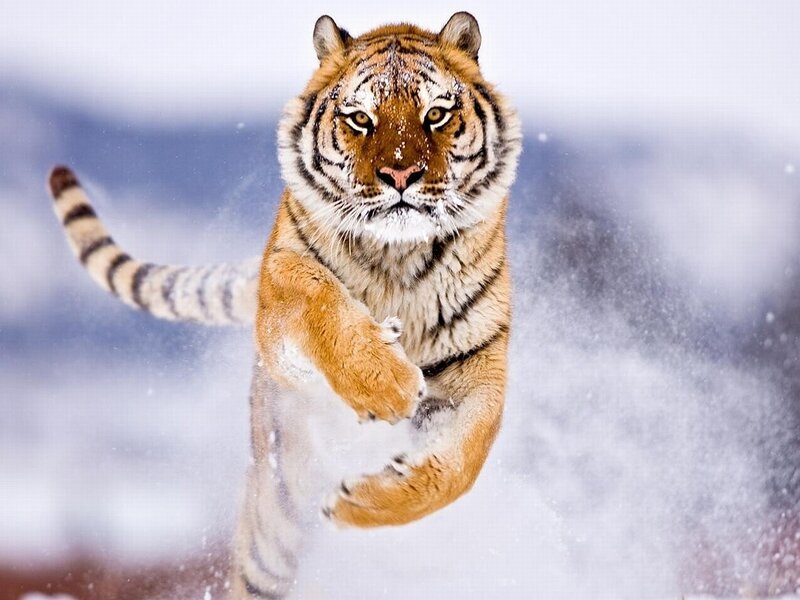 Tiger Running in Snow — Orange, Dynamic, Winter, Photograph, Mountains