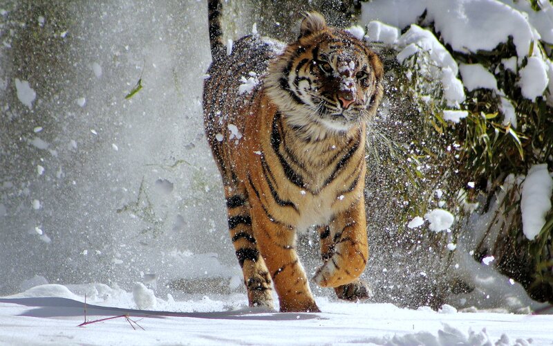 Tiger Running in Snow — Orange, Dynamic, Winter, Photograph, Plants
