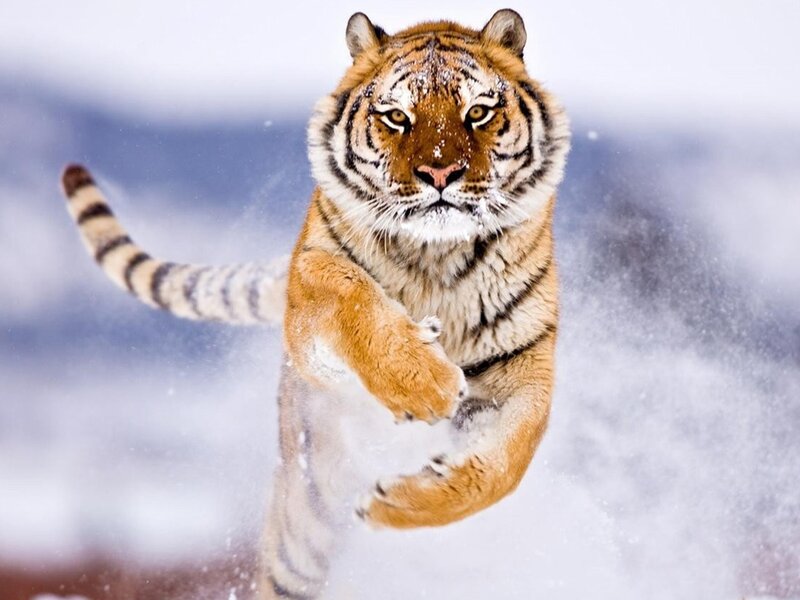 Tiger Running in Snow — Orange, Dynamic, Winter, Photograph