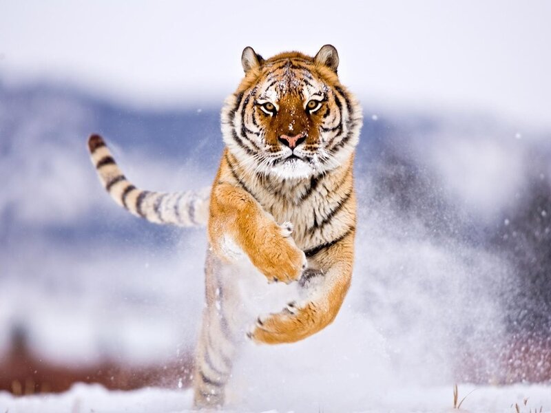 Tiger Running in Snow — Orange