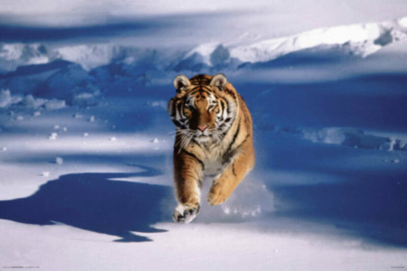 Tiger Running in Snow — White, Dramatic
