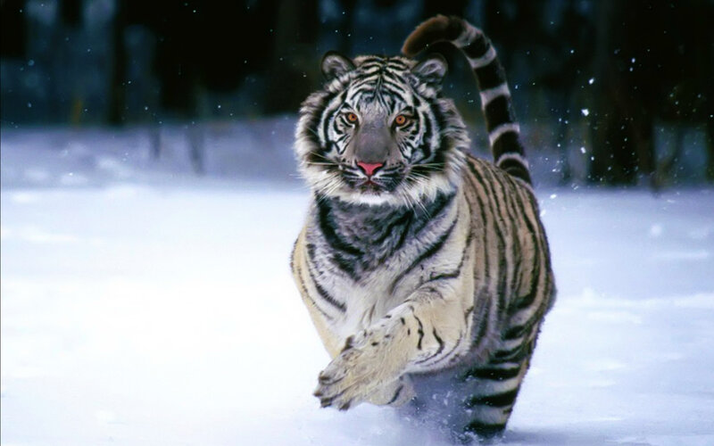 Tiger Running in Snow — White, Dramatic, Winter