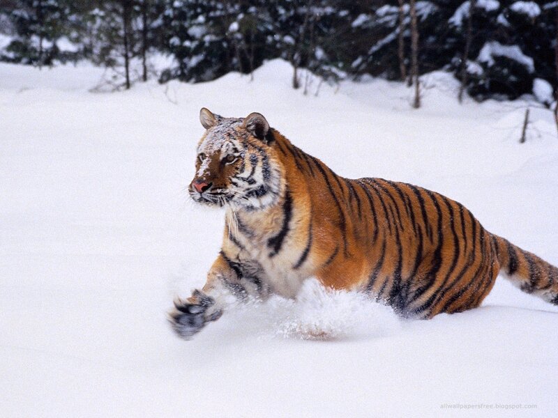 Tiger Running in Snow — White, Dynamic