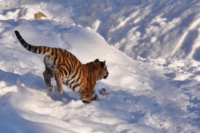 Tiger Running in Snow — White, Dynamic, Winter, Photograph, Mountain
