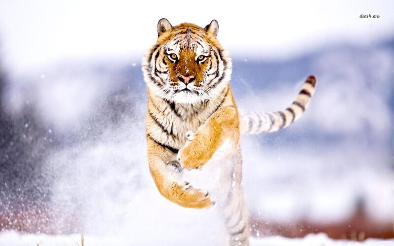 Tiger Running in Snow — White, Dynamic, Winter, Photograph, Mountains, Tail