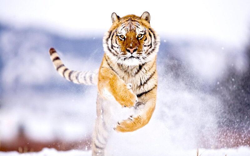 Tiger Running in Snow — White, Dynamic, Winter, Photograph, Mountains