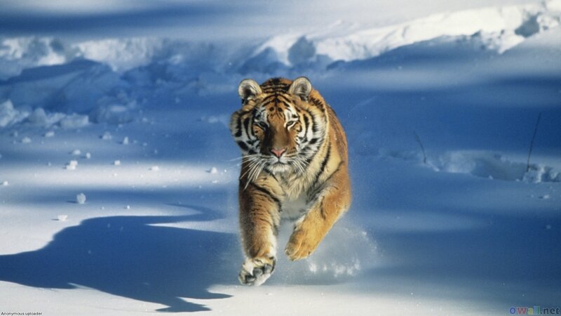 Tiger Running in Snow — White, Dynamic, Winter, Photograph