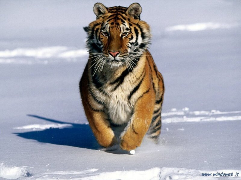 Tiger Running in Snow — White, Dynamic, Winter