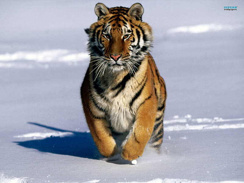 Tiger Running in Snow — White, Intense
