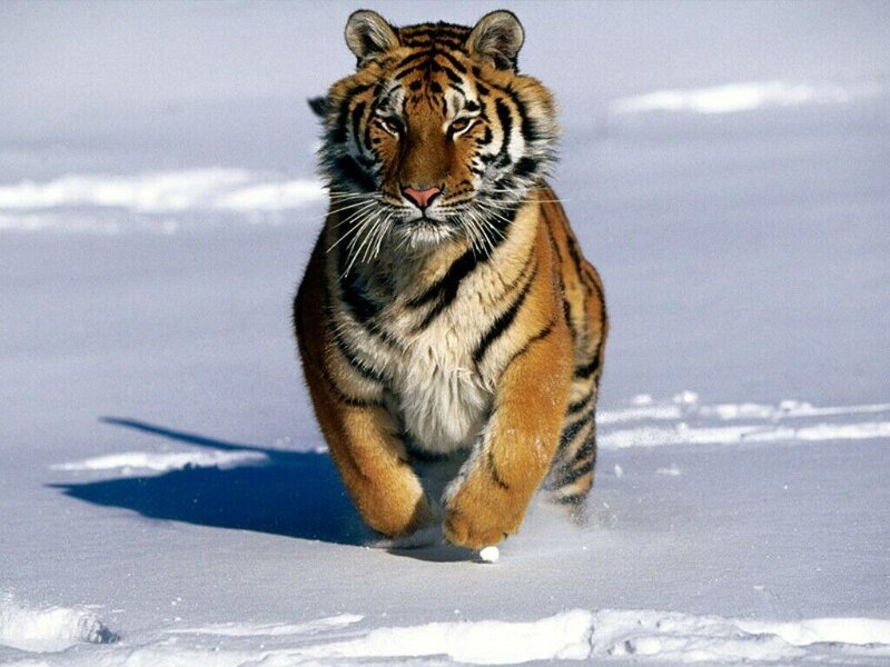 Tiger Running in Snow — White, Intense, Winter
