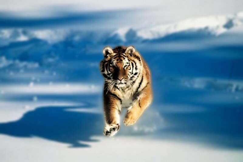 Tiger Running in Snow — White