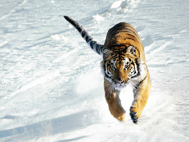 Tiger Running in Snow — White, Winter