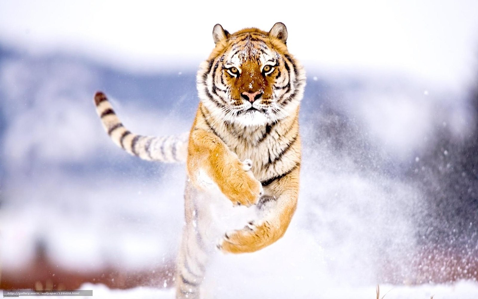 Tiger running in the snow