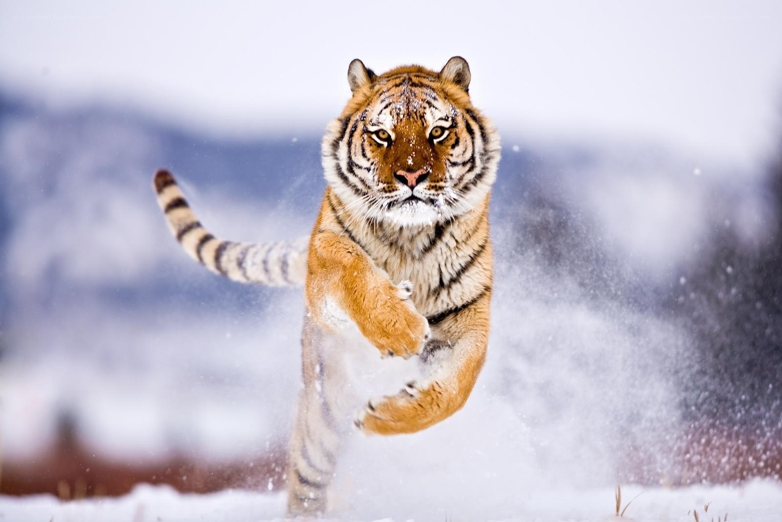 Tiger running in the snow