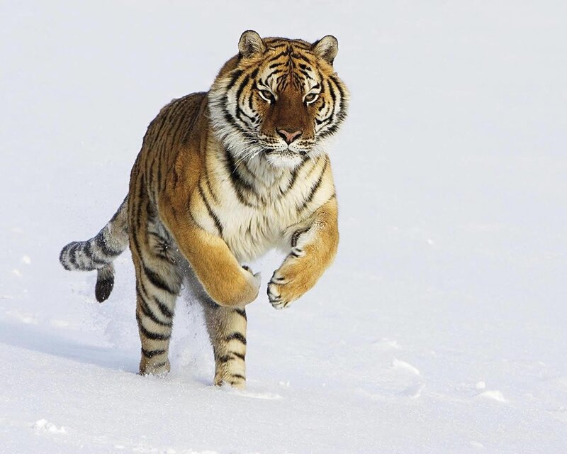 Tiger running in the snow