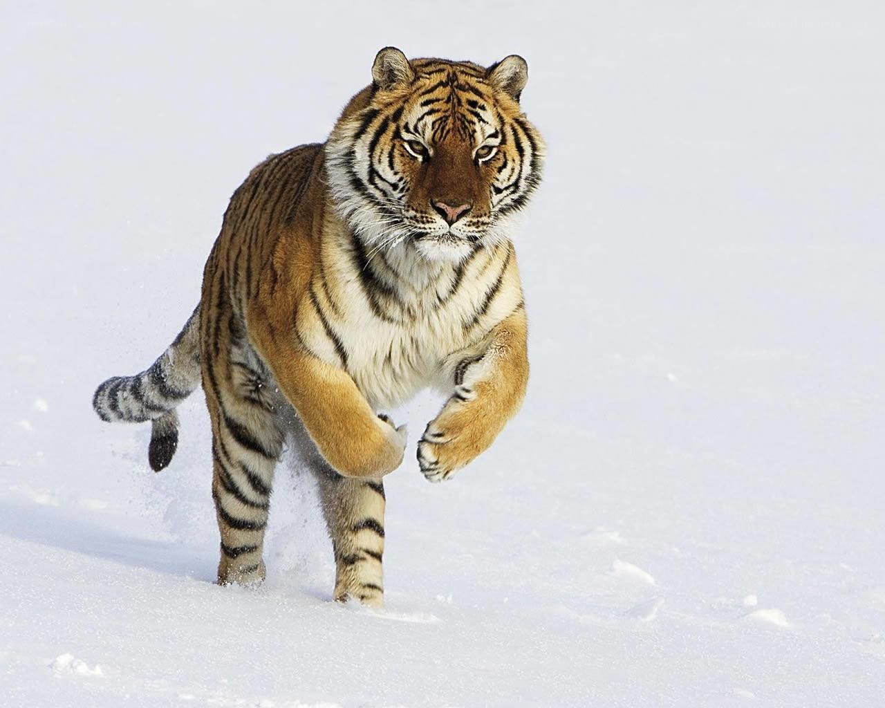 Tiger running in the snow