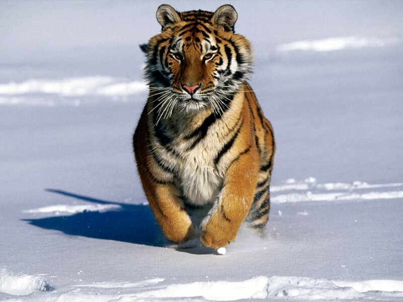 tiger running in the snow