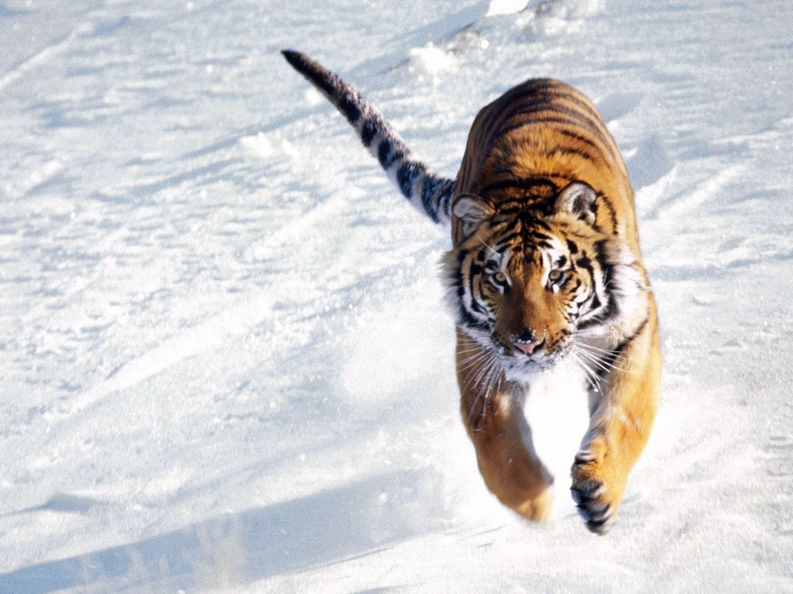 Tiger running in the snow