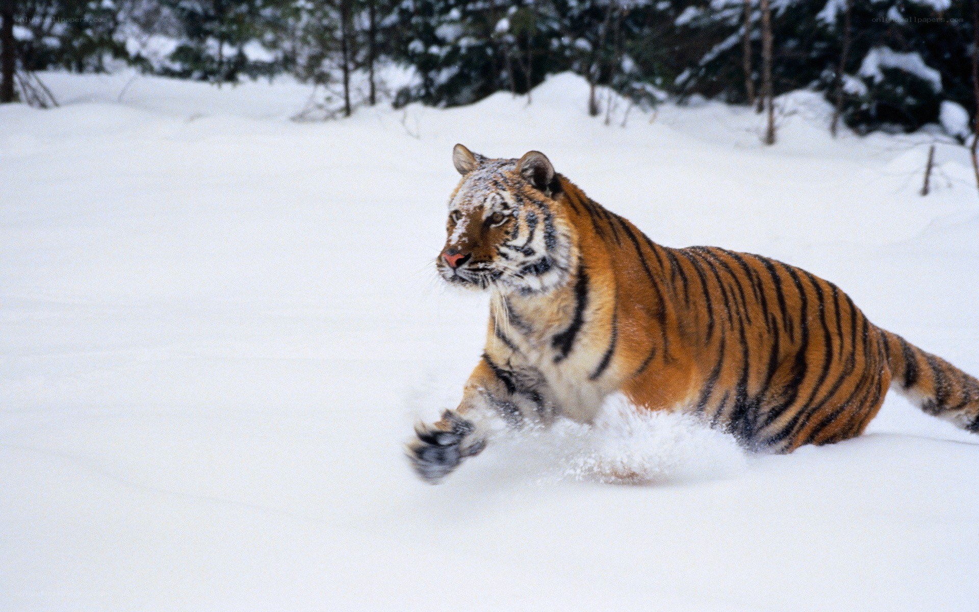 tiger running in the snow