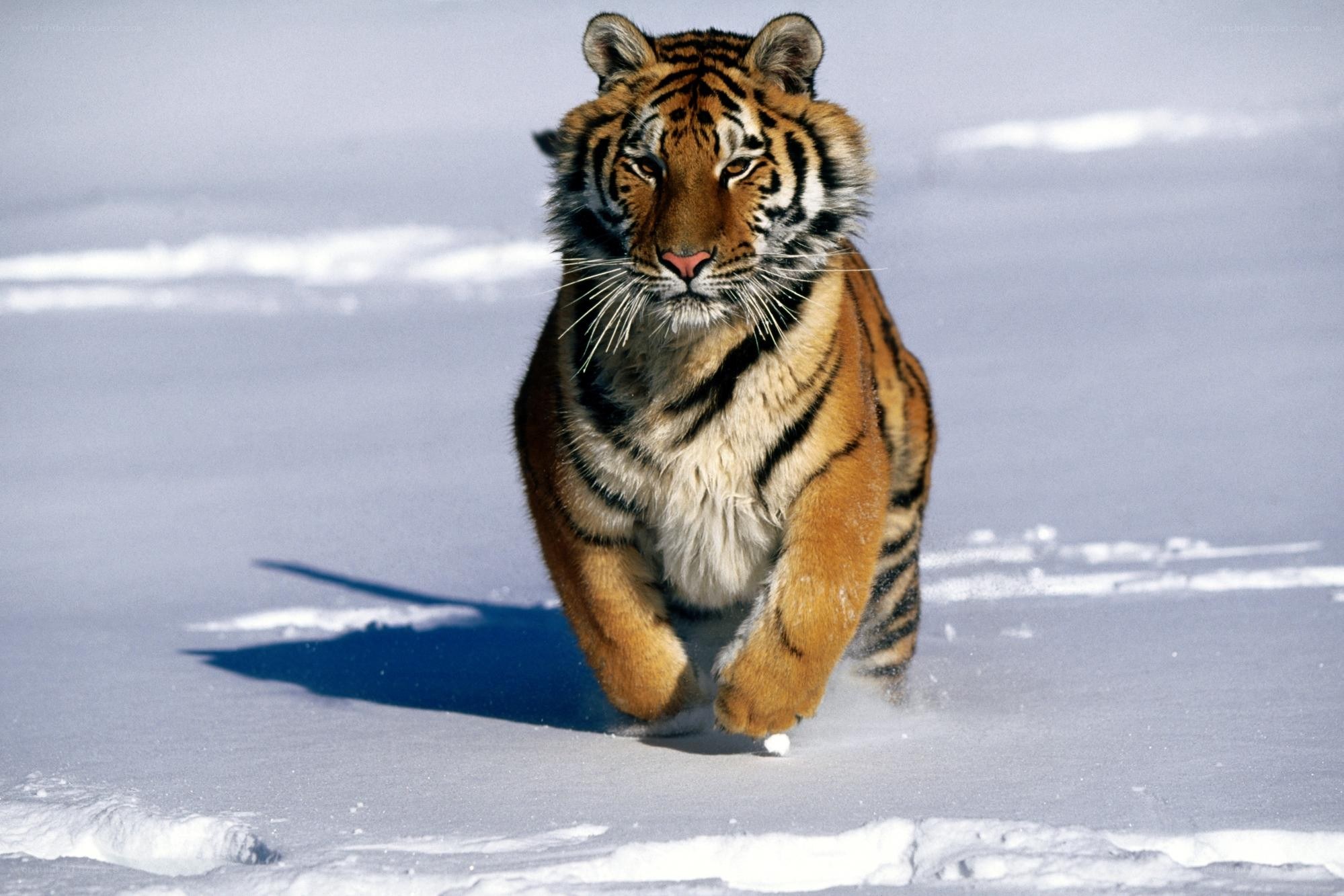 Tiger running in the snow