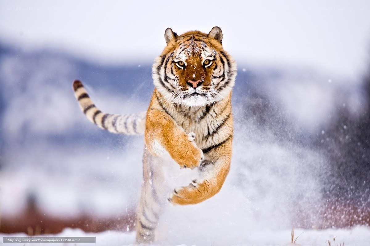 Tiger running in the snow