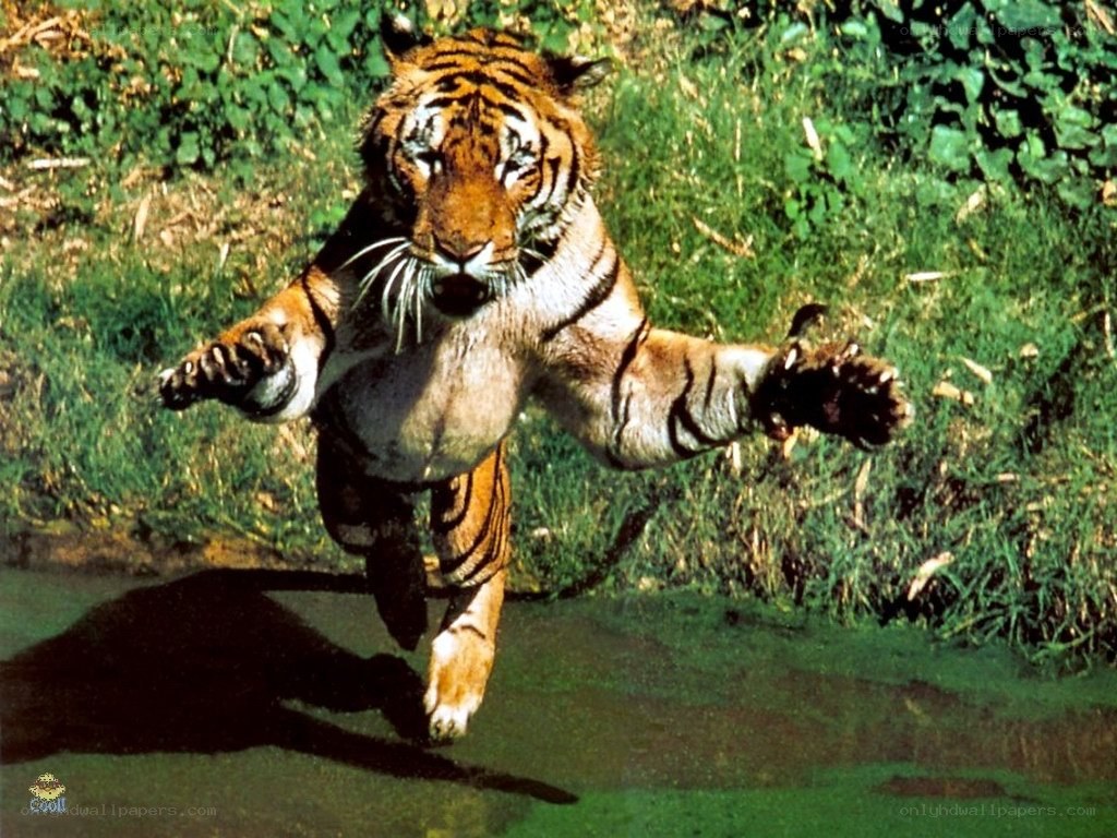 tiger running in the wild