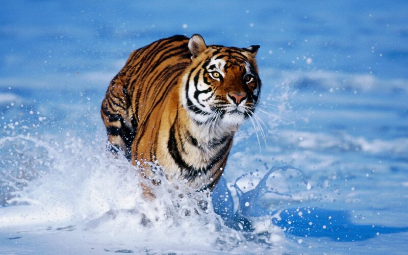 Tiger Running in Water — Blue, Dynamic, Photograph, Splashes
