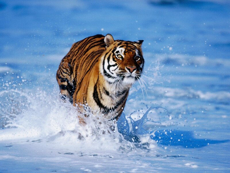 Tiger Running in Water — Blue, Dynamic, Photograph