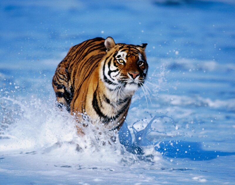 Tiger Running in Water — Blue, Dynamic