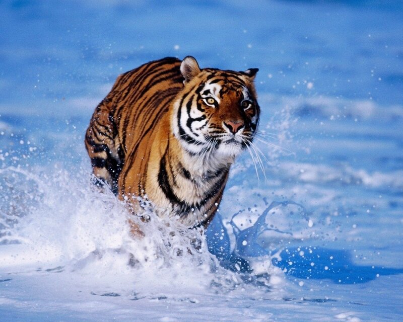 Tiger Running in Water — Blue, Orange