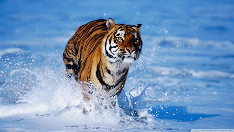 Tiger Running in Water — Blue, Splashes