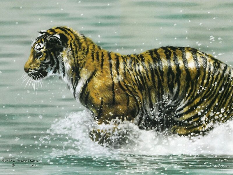 Tiger Running in Water