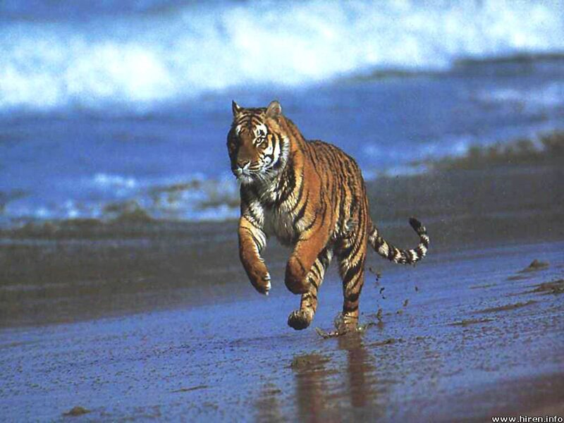 tiger running on beach