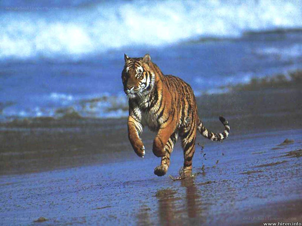 tiger running on beach