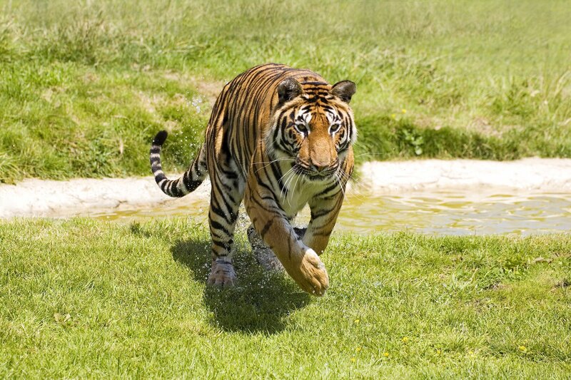 Tiger Running on Grass