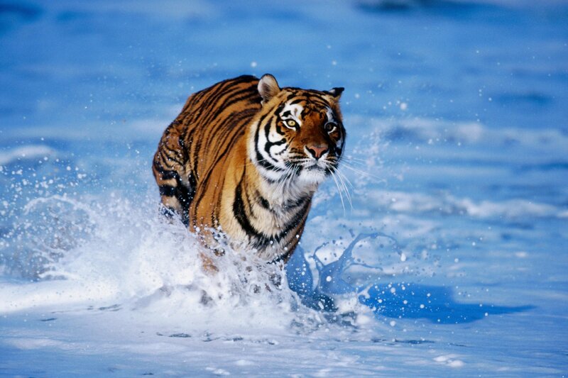 Tiger running through water