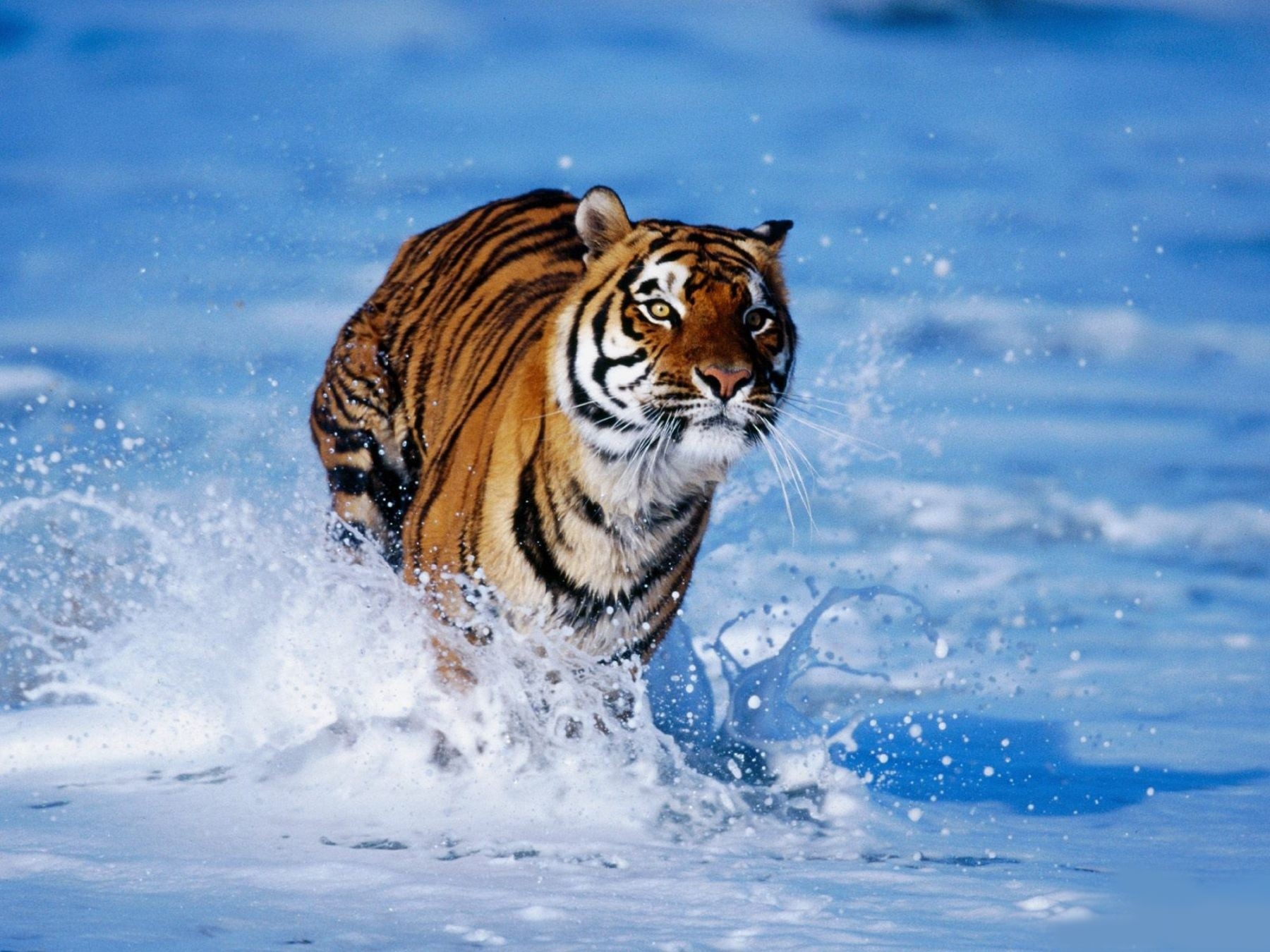 Tiger running through water