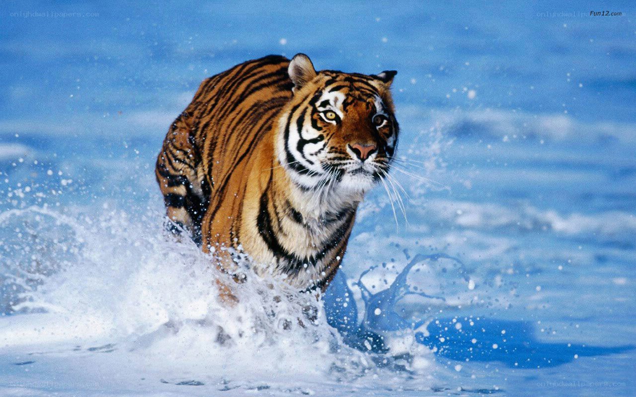 tiger running through water