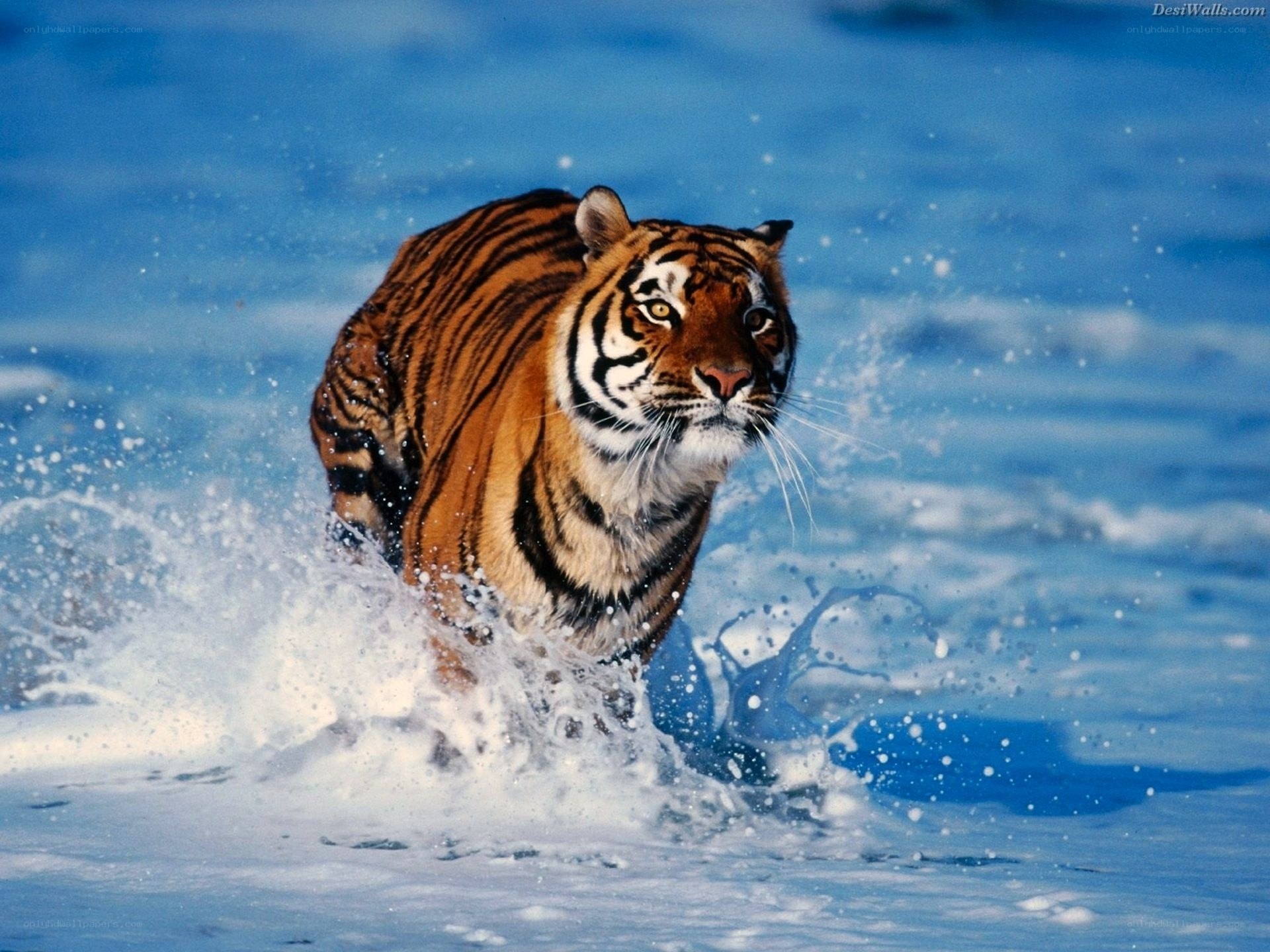 Tiger running through water