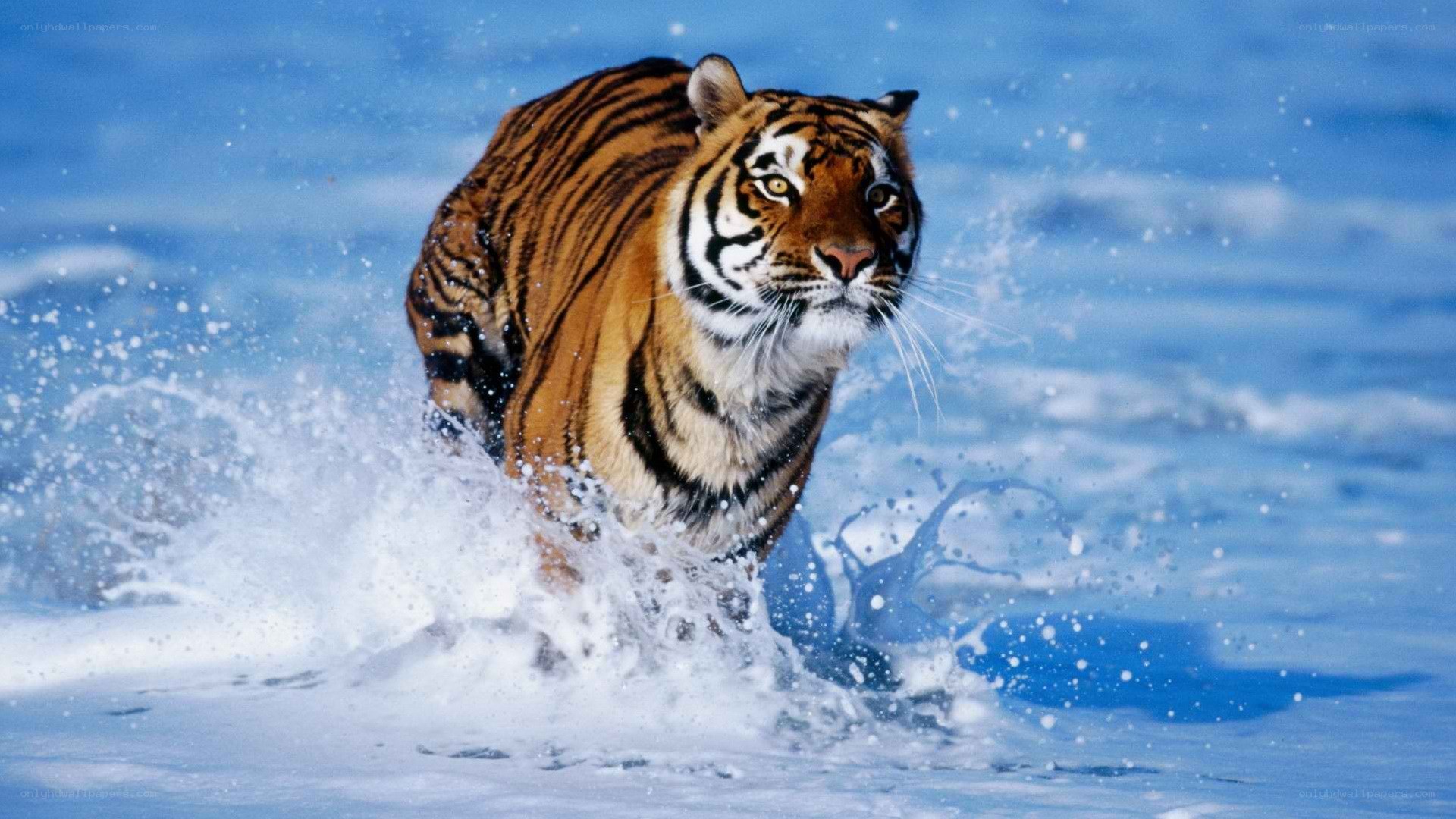 tiger running through water