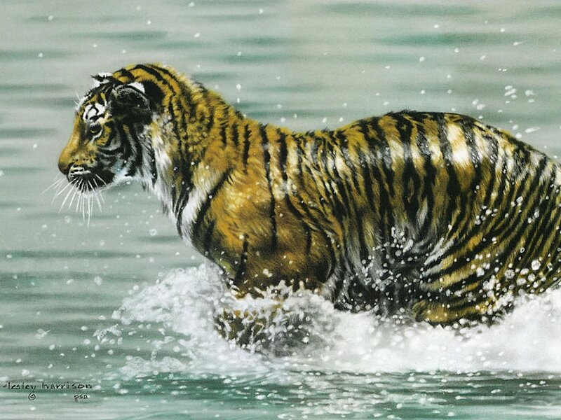 tiger running through water