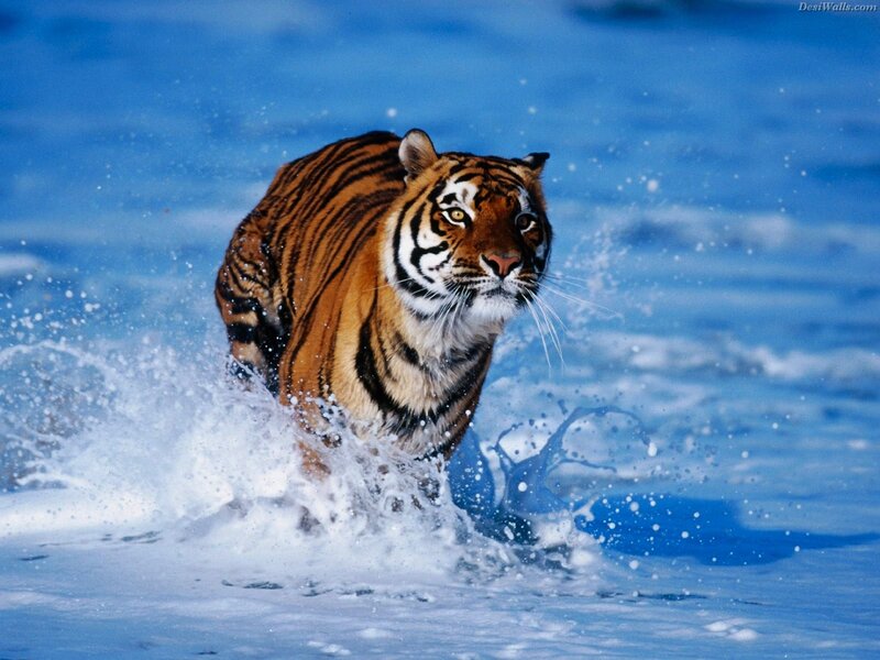 Tiger running through water