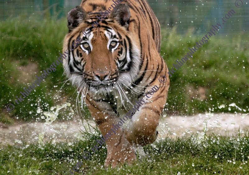 Tiger Running Through Water — Orange, Dynamic, Photograph