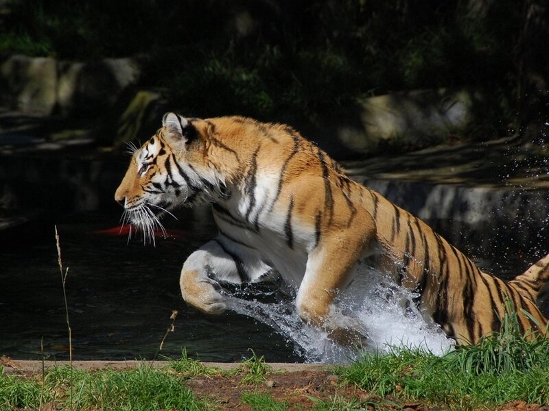 Tiger Running Through Water — Orange