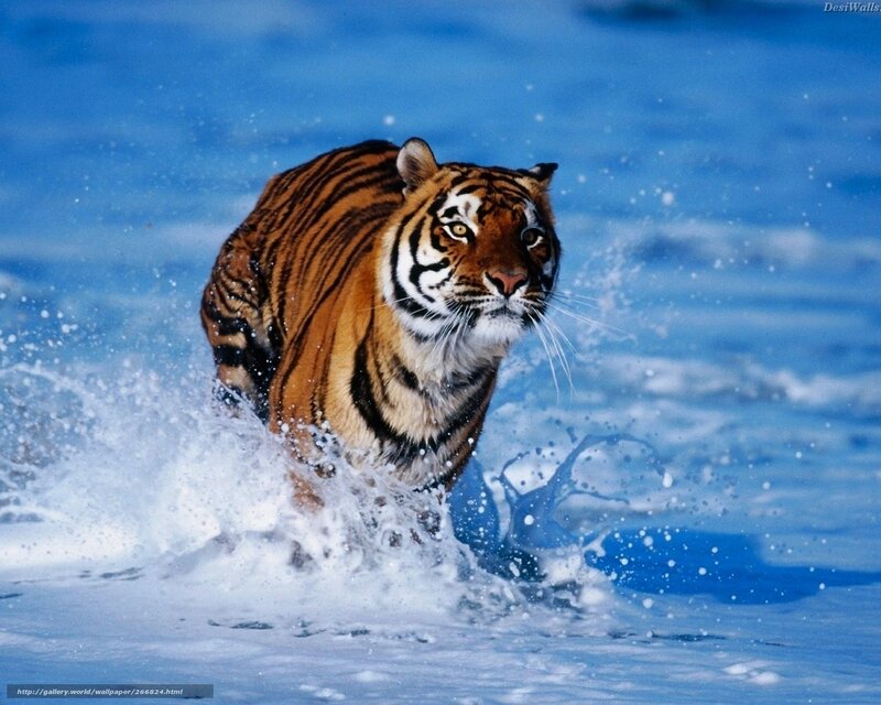 tiger running through water